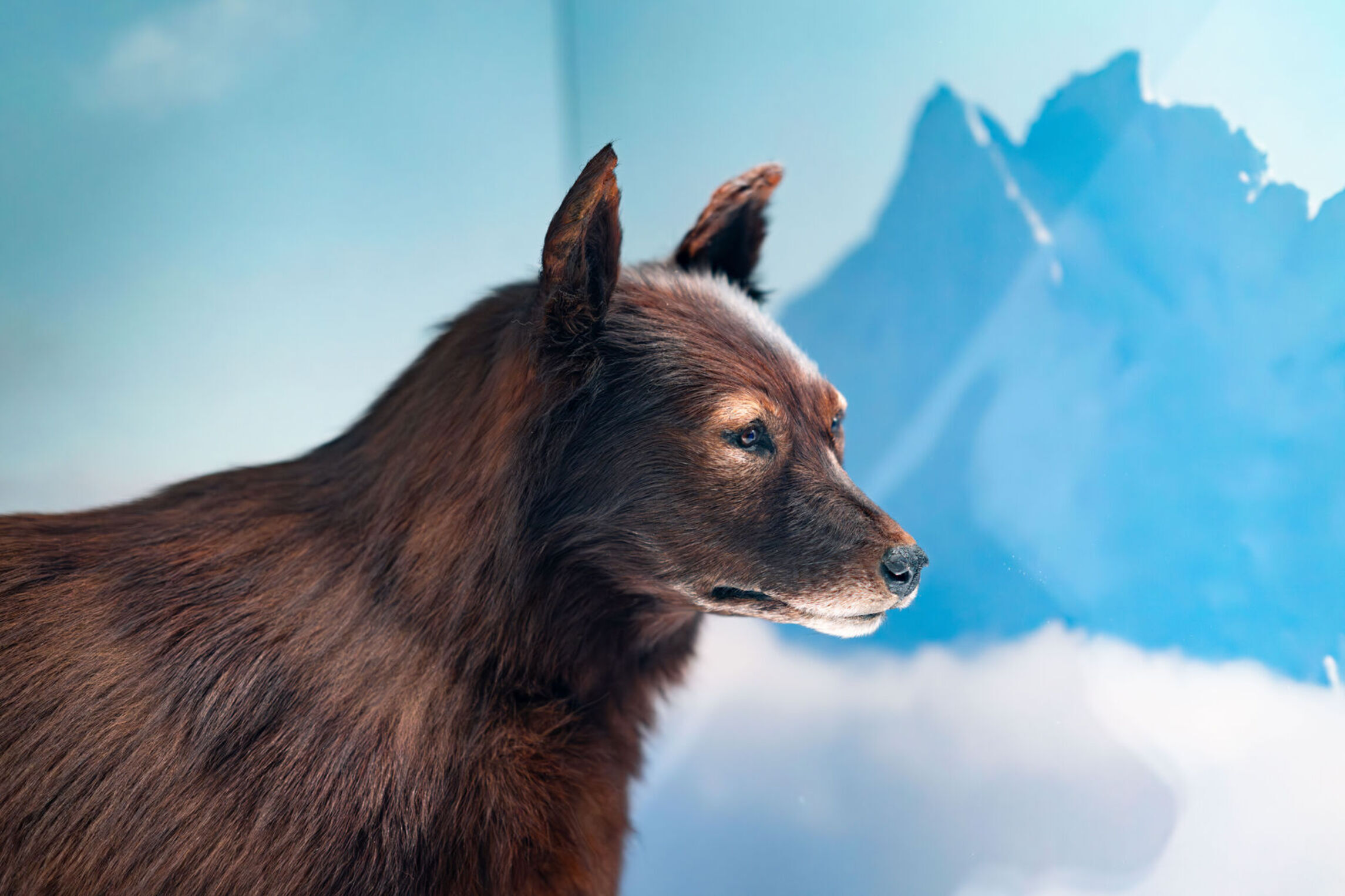 Balto in the Visitor Hall