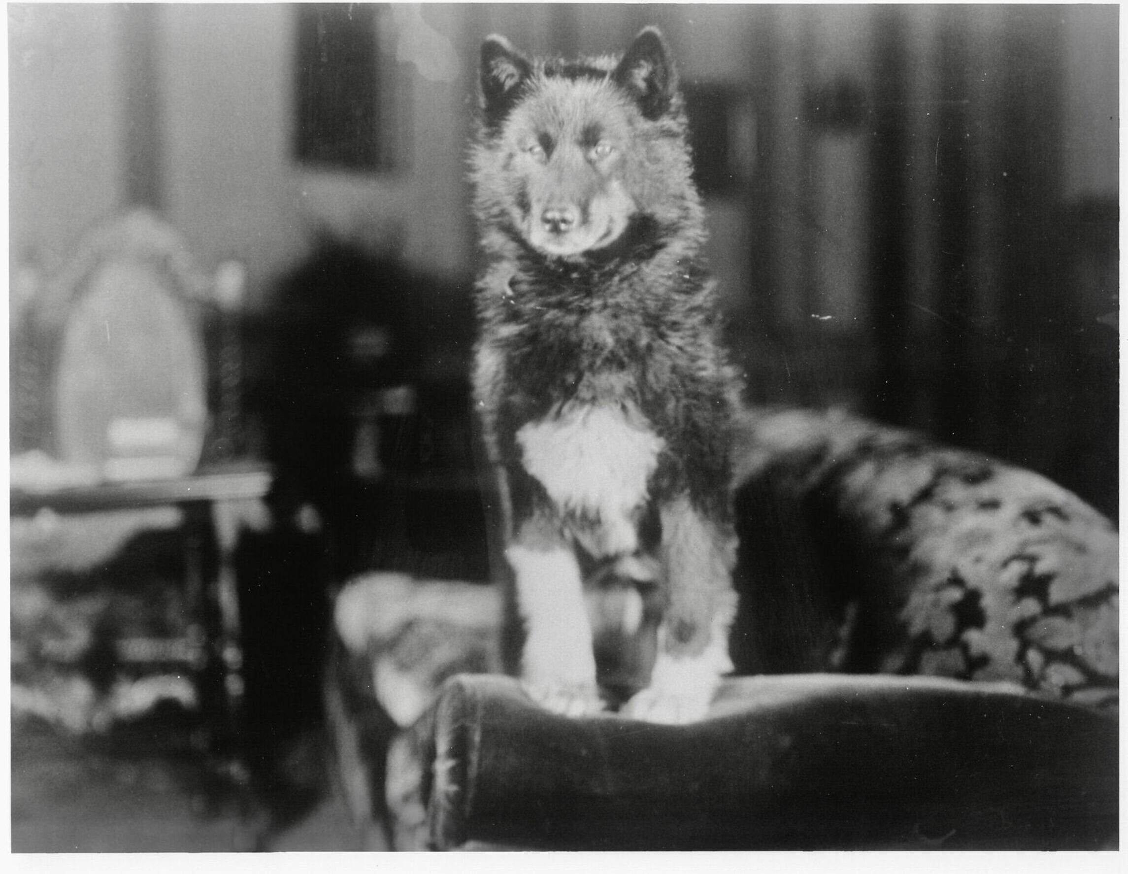 Image of Balto, the heroic sled dog.