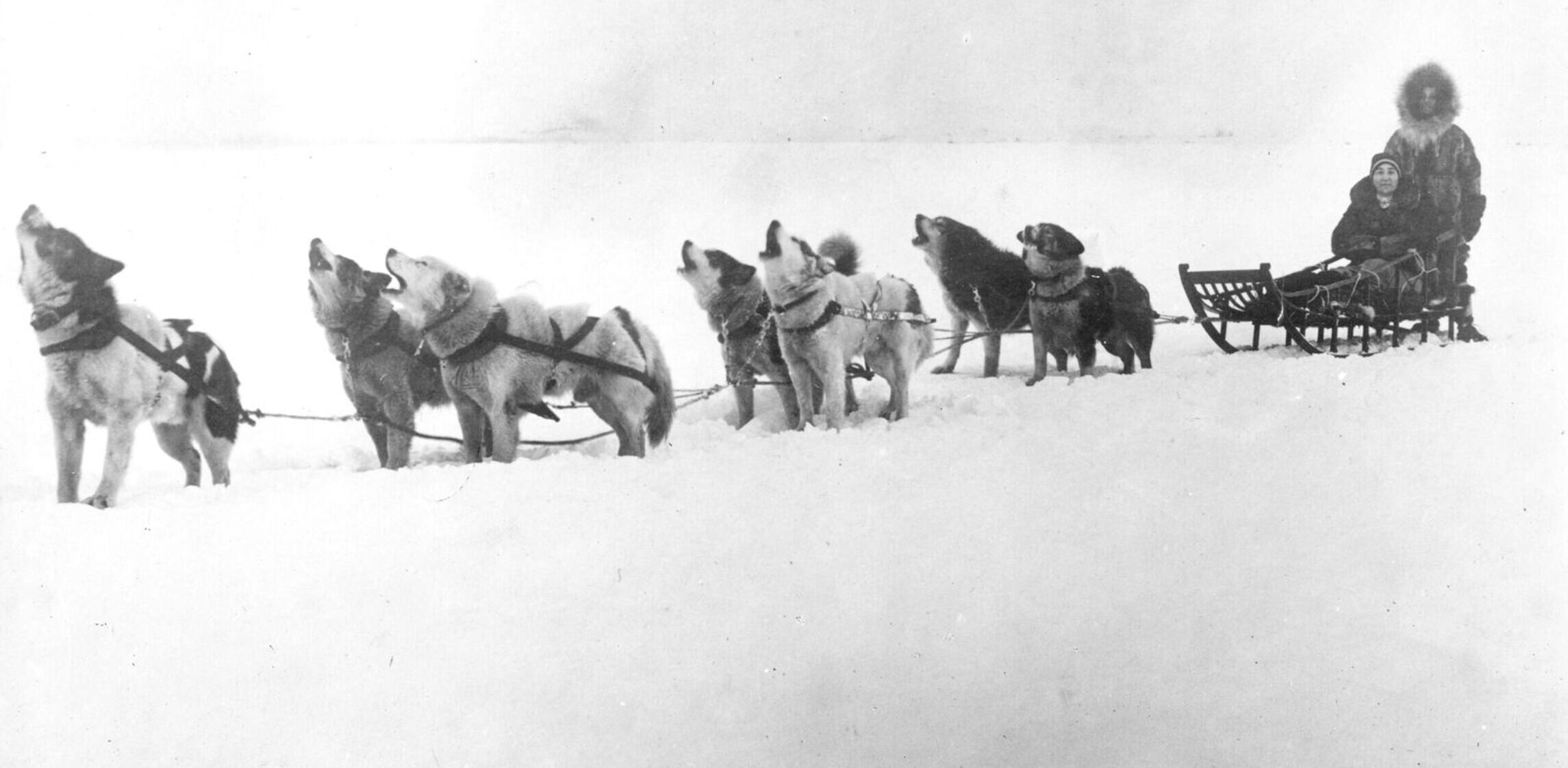 The Malamute Chorus, c. 1920, Library of Congress